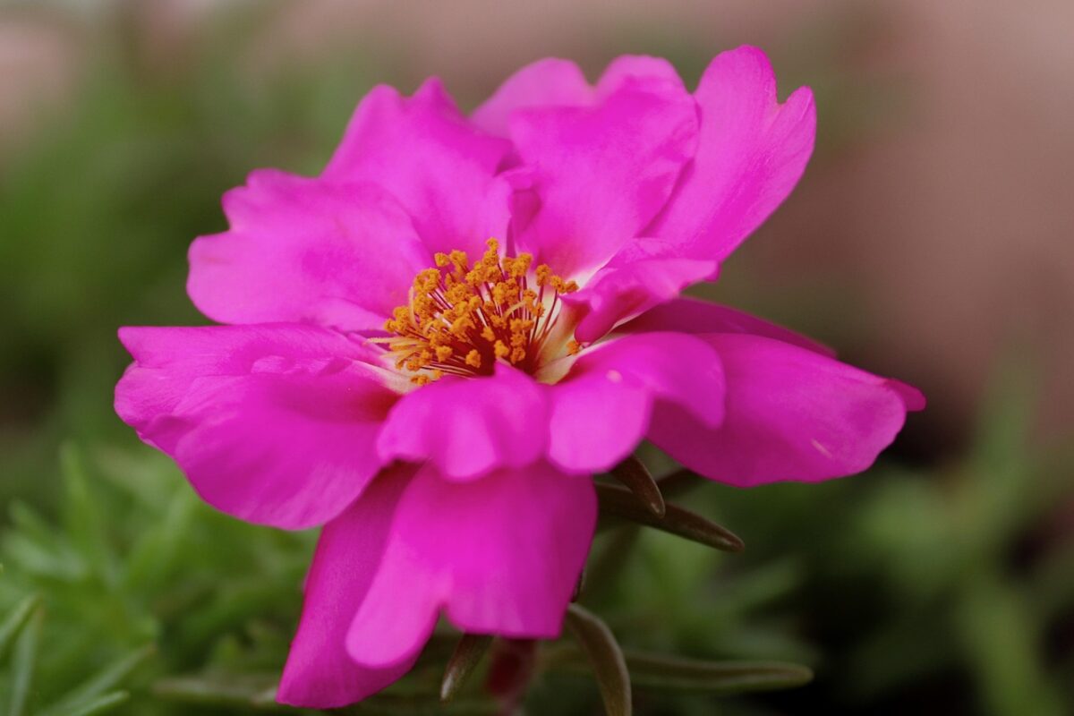 Portulaca: la pianta resistente che colora giardini e balconi
