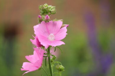 Malvarosa: eleganza rustica e fioriture spettacolari in giardino