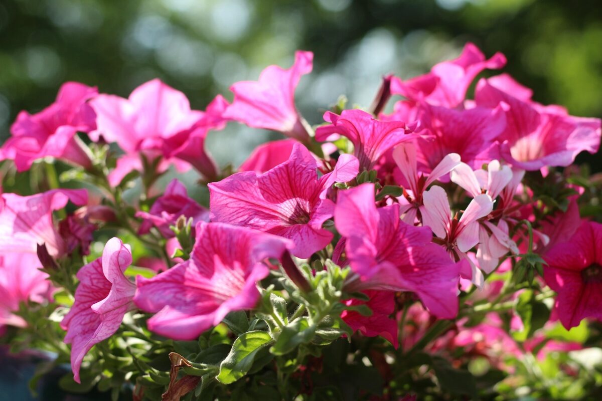Petunia ibrida: un’esplosione di colori per balconi e giardini
