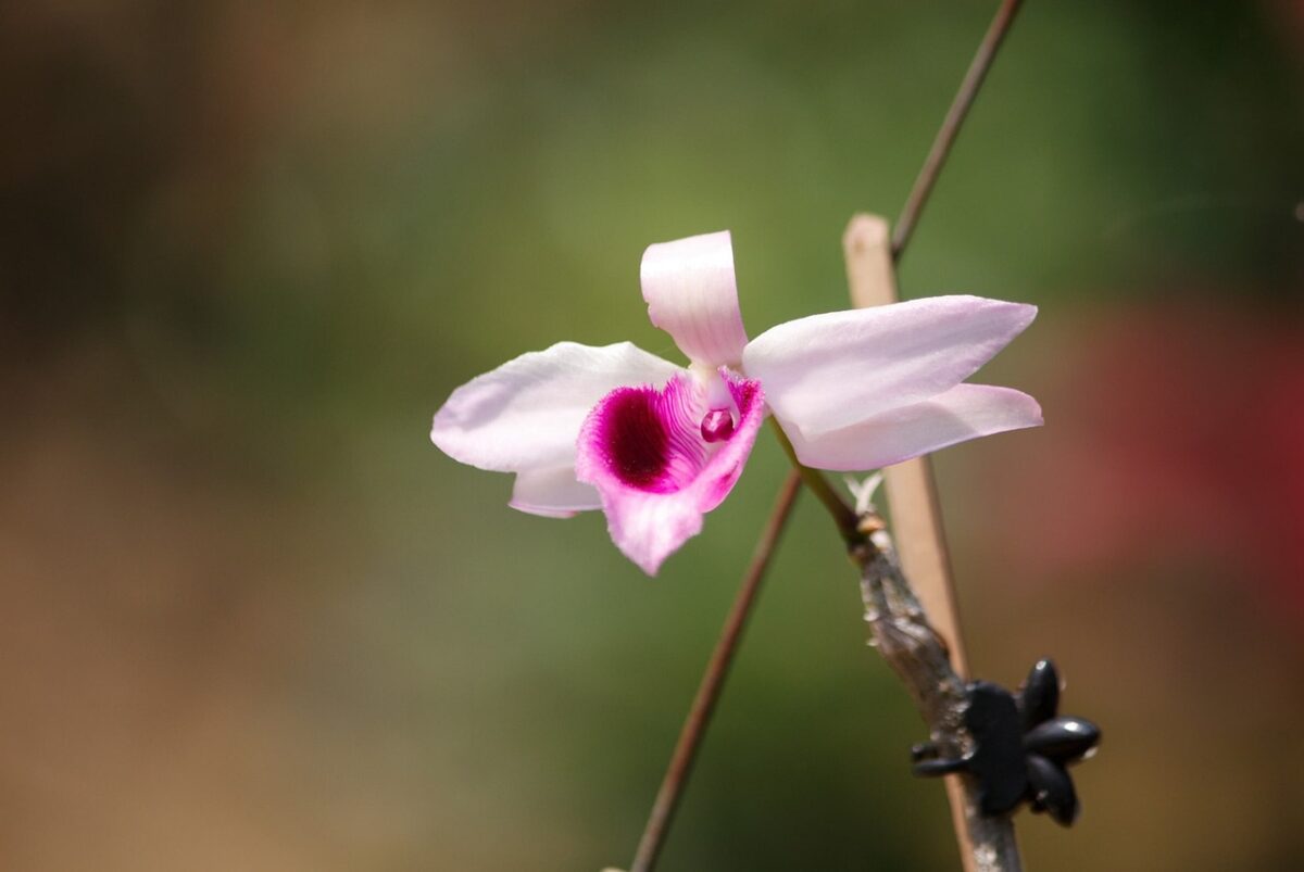 Orchidea Bamboo: eleganza esotica e fioriture spettacolari in casa