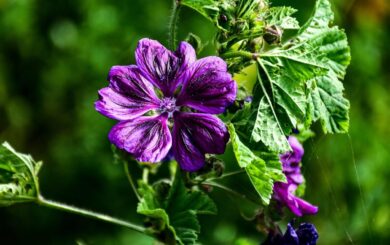 Malva selvatica: la pianta spontanea che unisce bellezza e benessere