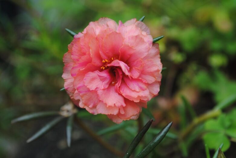 Porcellana a fiori grandi: il tappeto colorato che ama il sole