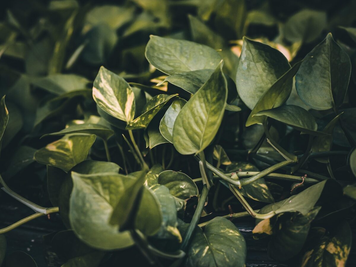 Pothos: la pianta sempreverde che arreda e purifica la casa