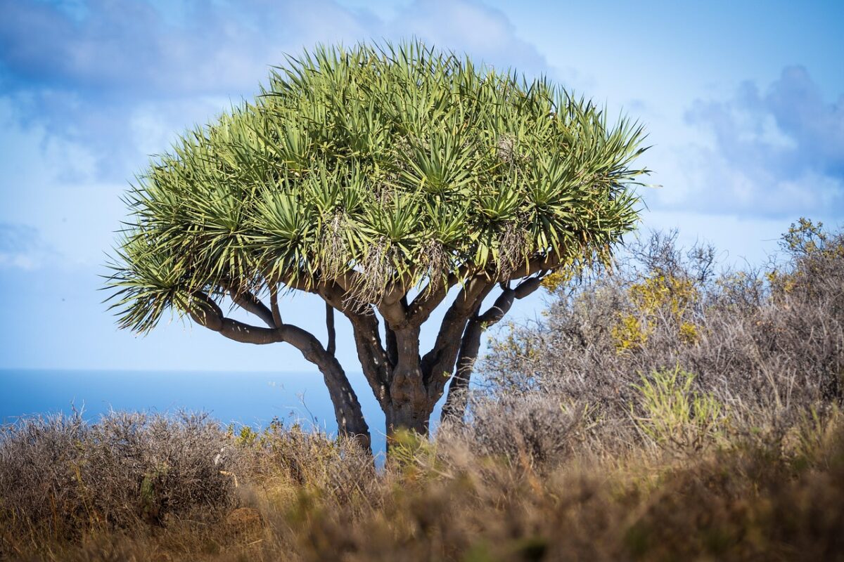 Pleomele reflexa: eleganza tropicale facile da coltivare in casa