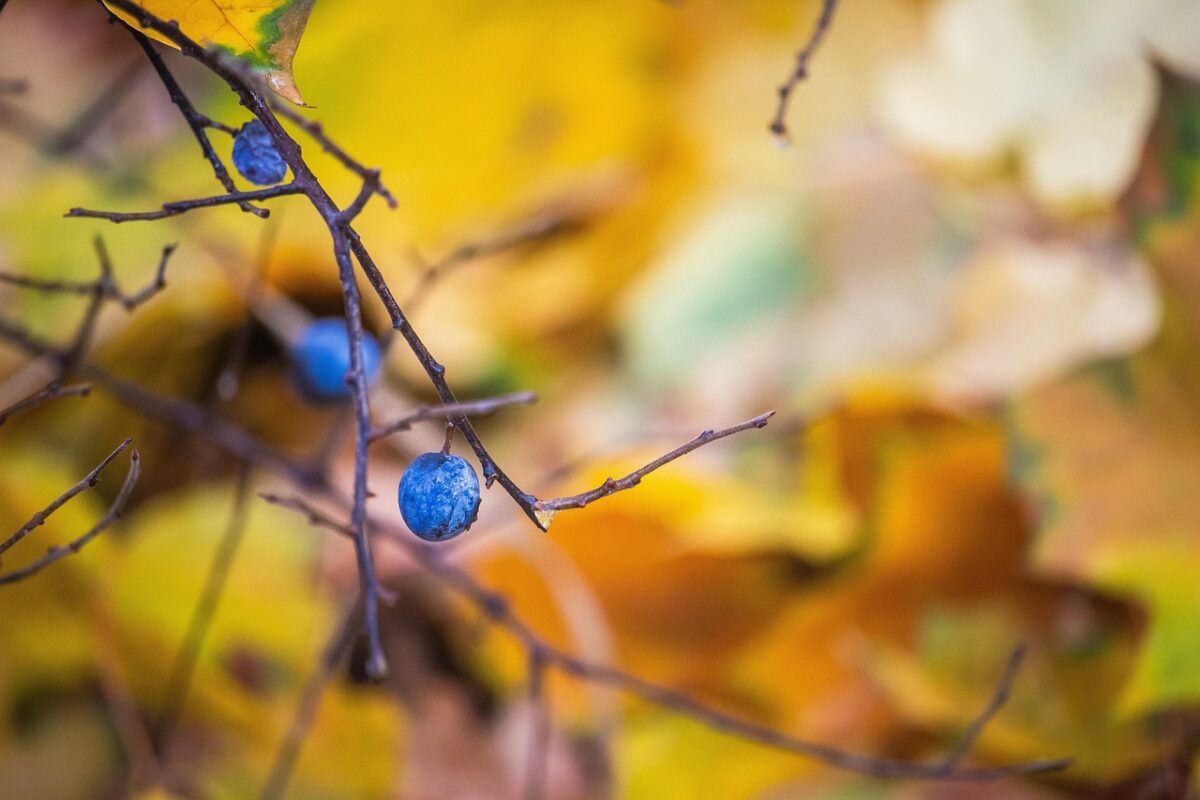 Prugnolo selvatico: il fascino rustico che trasforma il giardino