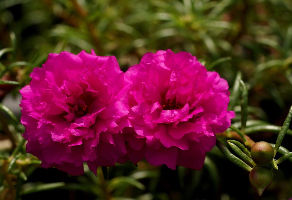 Porcellana a fiori grandi: il tappeto colorato che ama il sole