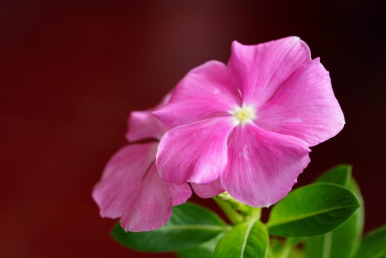 Pervinca del Madagascar: colori vivaci e fioriture senza sosta