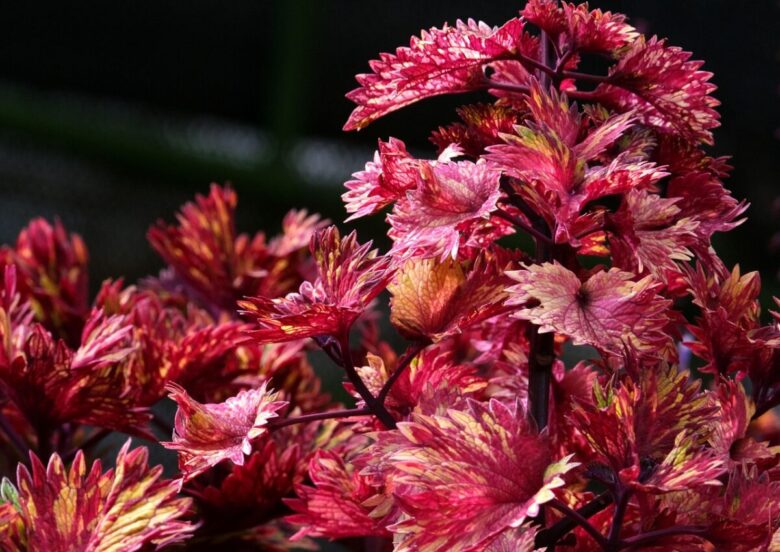Origano cubano: la pianta aromatica facile da coltivare e ricca di profumo
