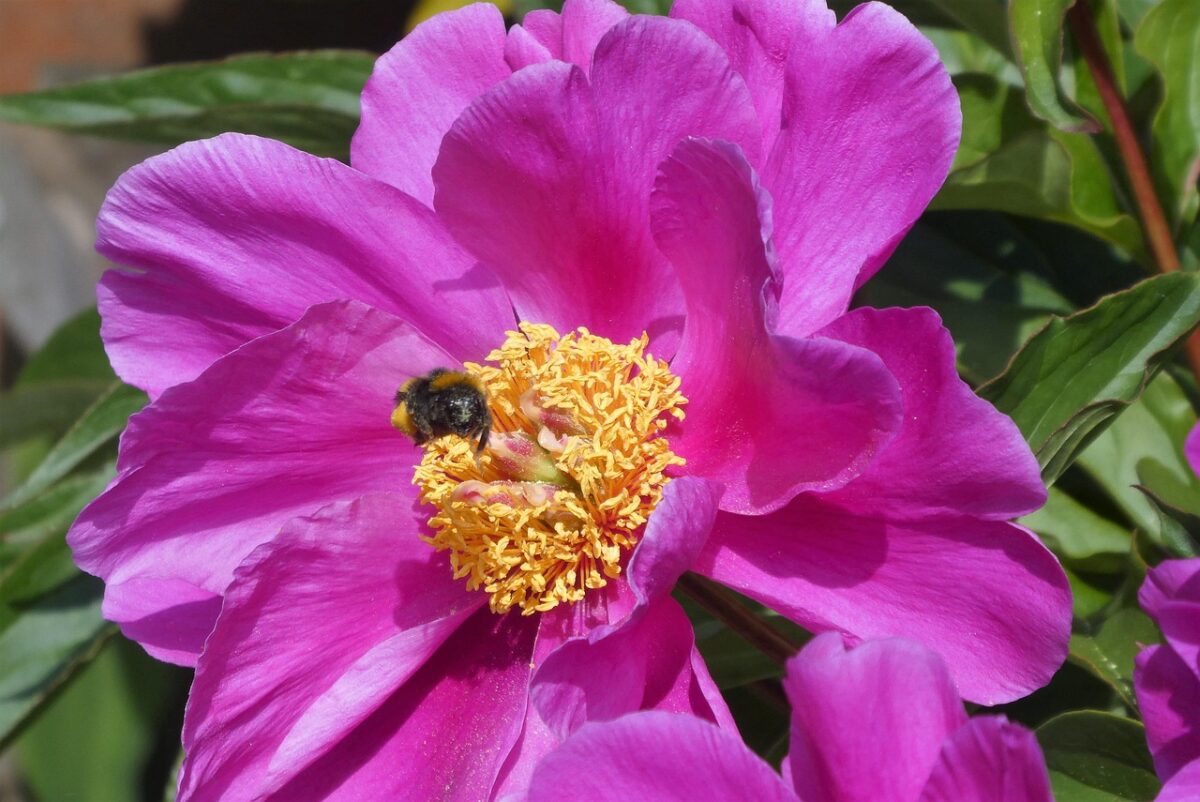 Peonia: eleganza senza tempo per il tuo giardino