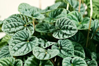 Peperomia: la pianta compatta e decorativa perfetta per la casa