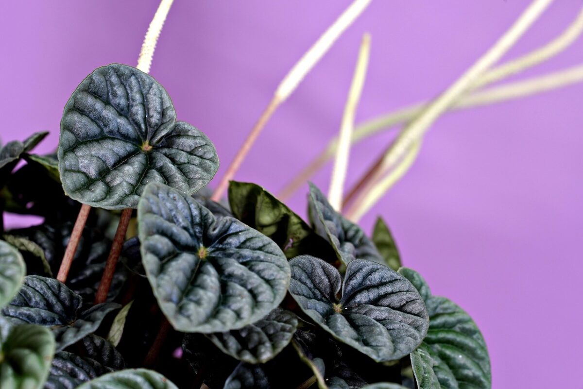 Peperomia: la pianta compatta e decorativa perfetta per la casa
