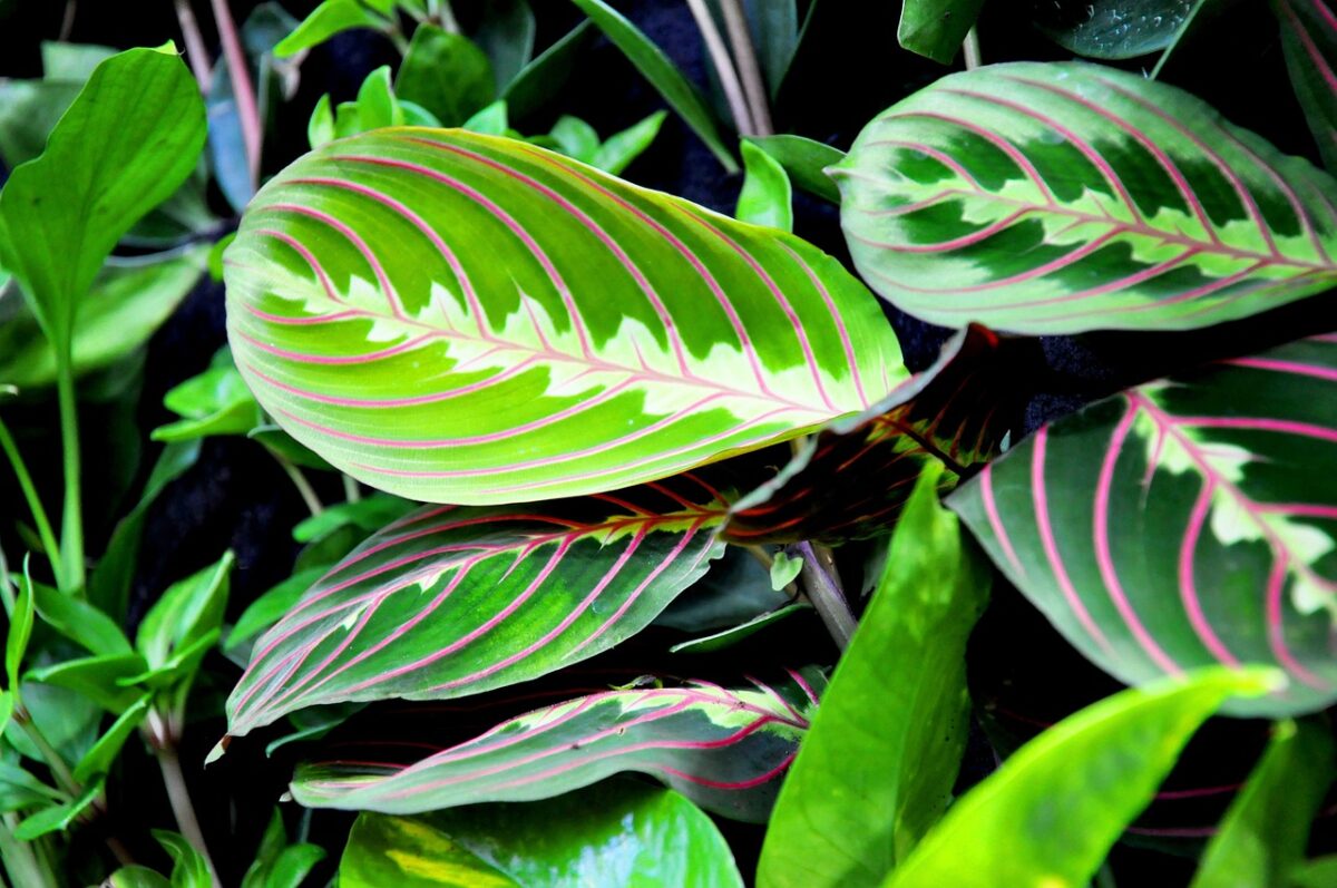 Pianta della preghiera: la Maranta che arreda e si muove con la luce