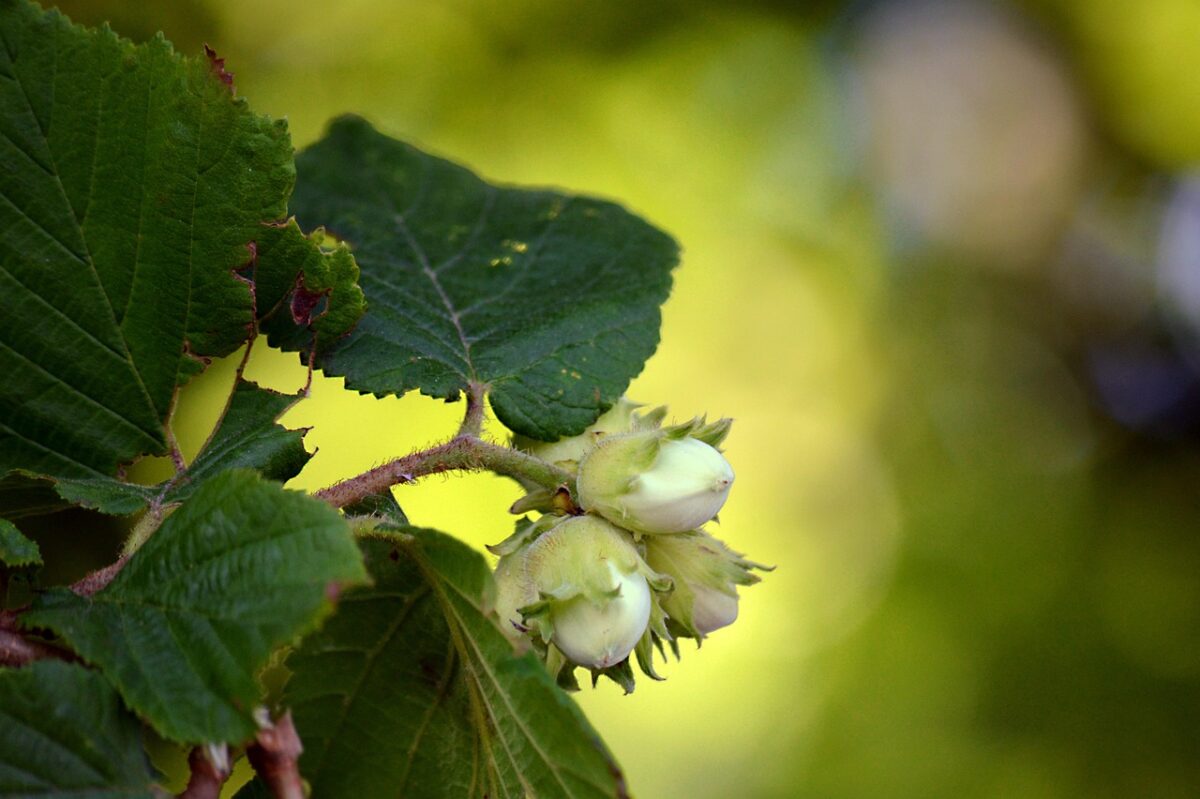 Nocciòlo: la pianta generosa che unisce tradizione, gusto e facilità di coltivazione Nocciòlo: la pianta generosa che unisce tradizione, gusto e facilità di coltivazione