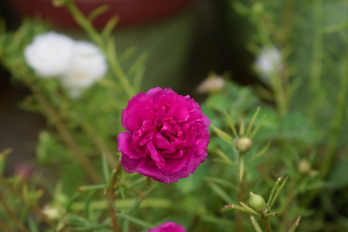 Pianta porcellana: il tappeto fiorito che ama il sole