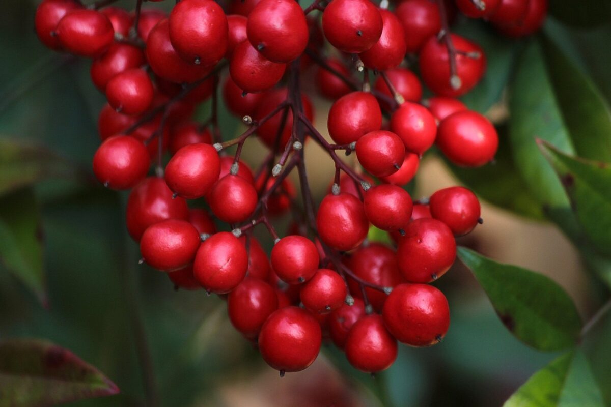 Nandina: la pianta ornamentale che colora il giardino tutto l’anno Nandina: la pianta ornamentale che colora il giardino tutto l’anno