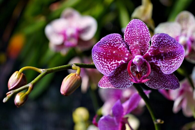 Orchidea Falena: eleganza tropicale che illumina la casa