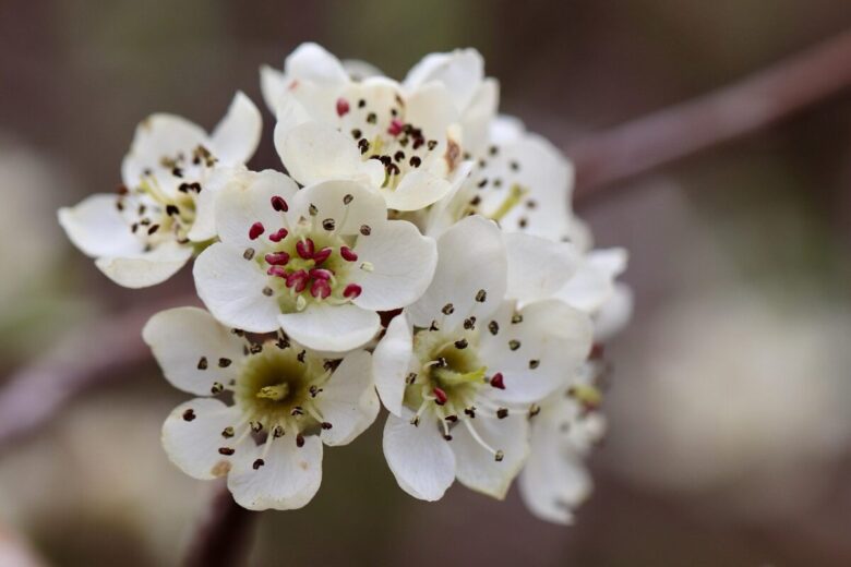 Pero da fiore: eleganza primaverile e colore tutto l’anno