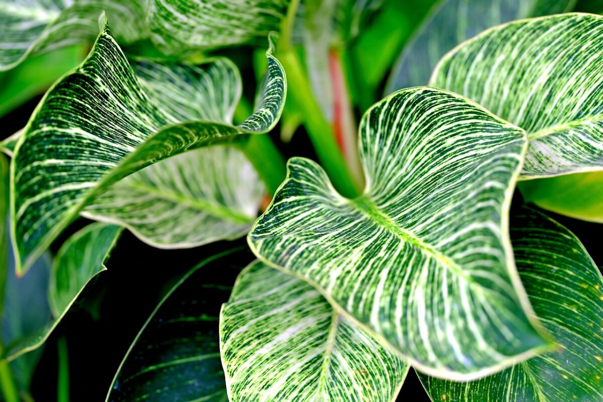 Philodendron Birkin: eleganza tropicale dalle foglie striate