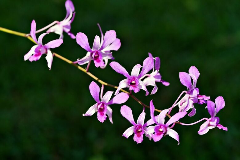 Orchidea Bamboo: eleganza esotica e fioriture spettacolari in casa