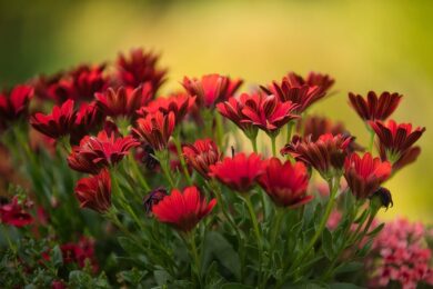 Margherita del Transvaal: colore, eleganza e semplicità in un’unica pianta