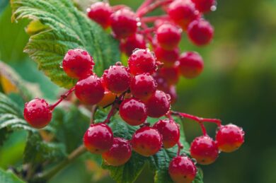 Palle di neve: il Viburnum che illumina il giardino in primavera