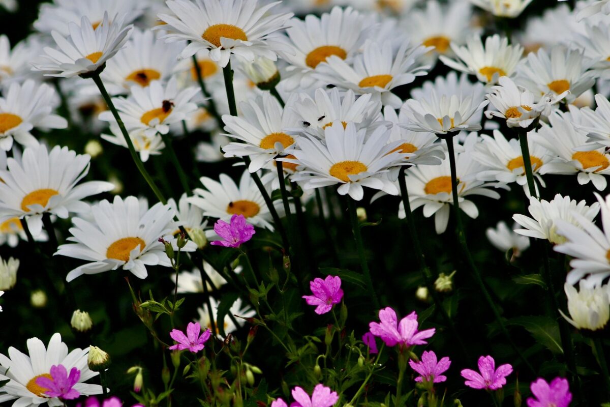 Margherita gigante: la regina rustica del giardino