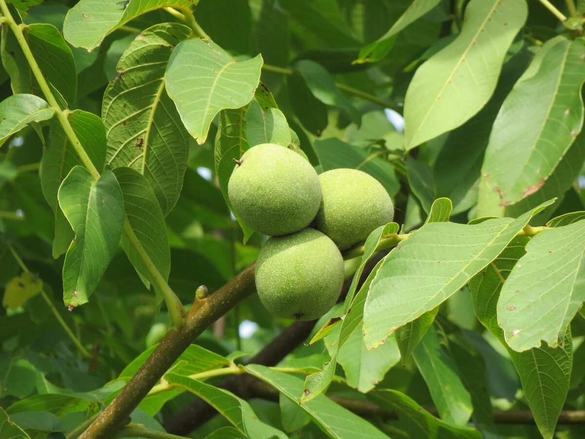 Noce bianco: l’albero elegante che unisce bellezza e utilità Noce bianco: l’albero elegante che unisce bellezza e utilità