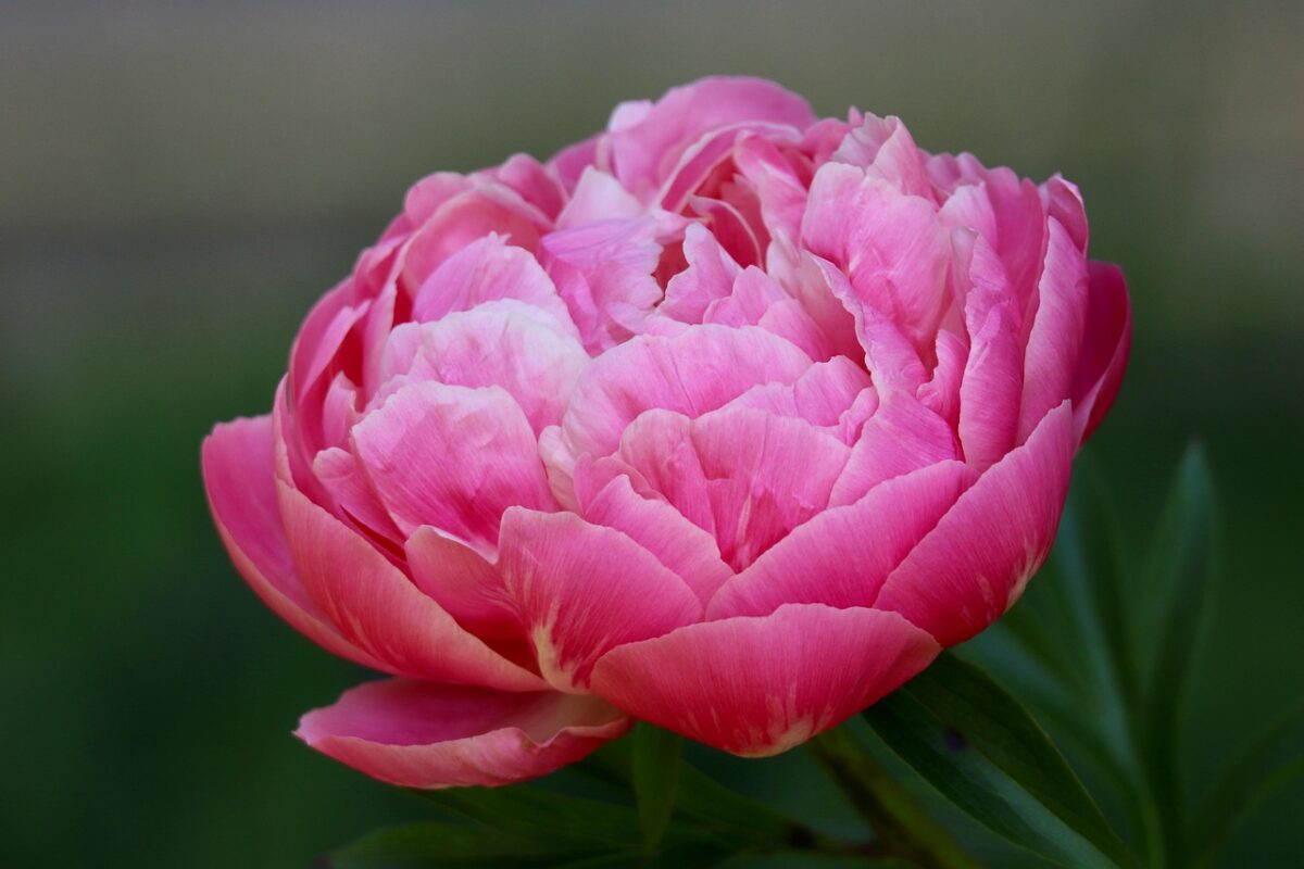 Peonia selvatica: eleganza spontanea e fioriture spettacolari in giardino Peonia selvatica: eleganza spontanea e fioriture spettacolari in giardino