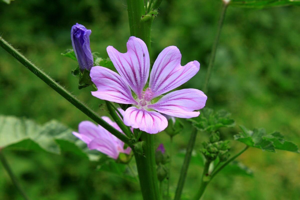 Malva selvatica: la pianta spontanea che unisce bellezza e benessere