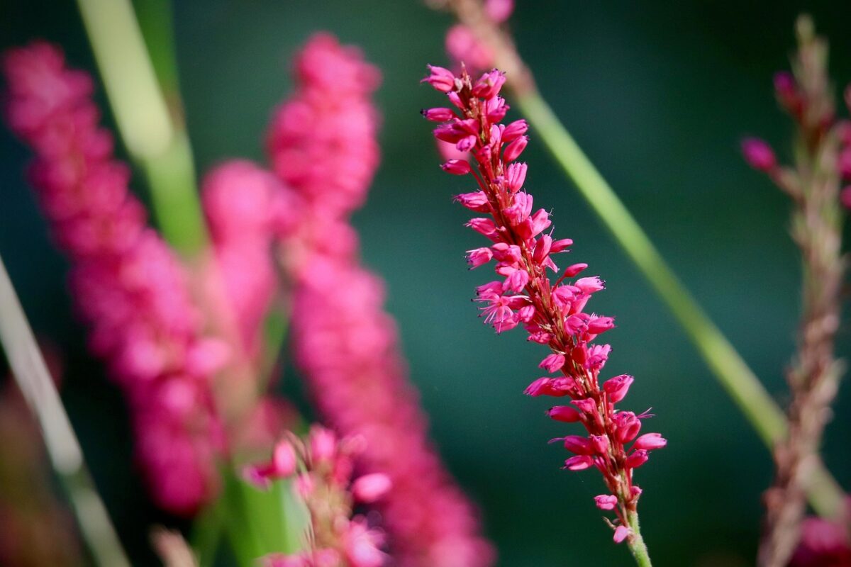 Poligono persicaria: la pianta spontanea dalle mille risorse
