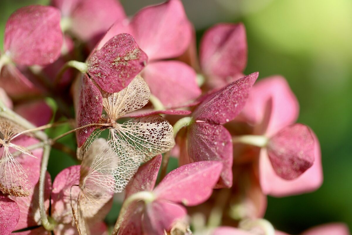 Ortensia arborea: la regina elegante dei giardini ombreggiati