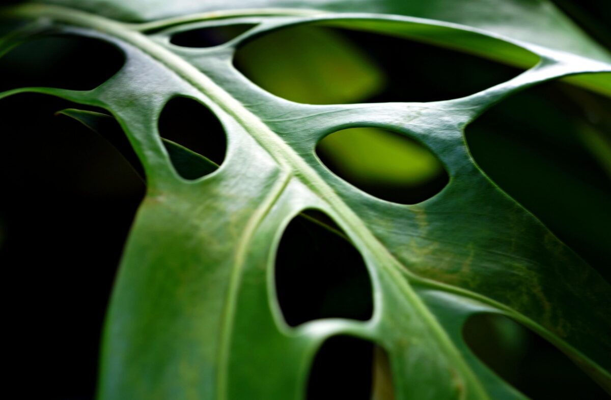 Pianta del pane americana: la tropicale che conquista con le sue foglie traforate