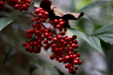 Nandina: la pianta ornamentale che colora il giardino tutto l’anno