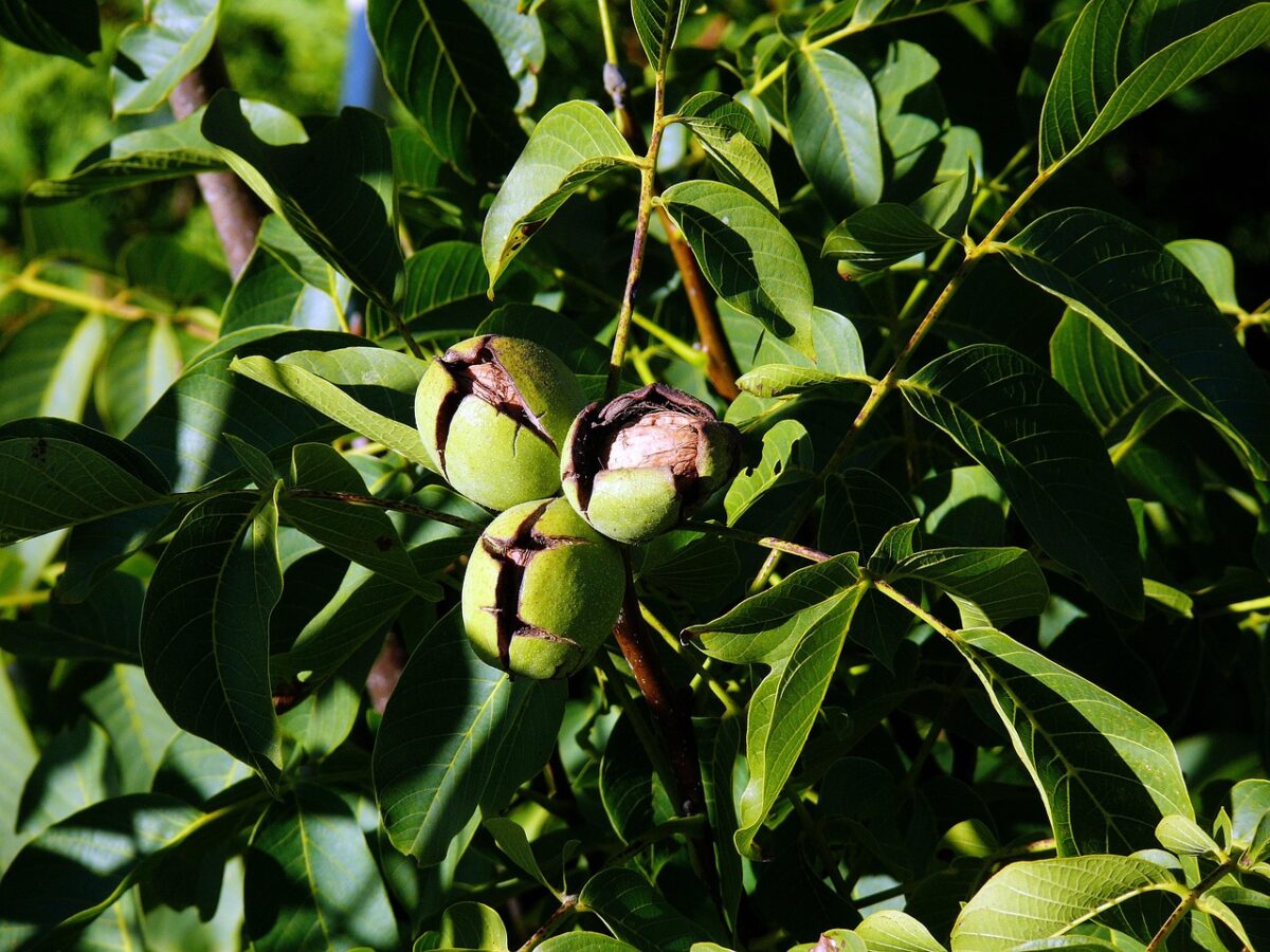 Noce bianco: l’albero elegante che unisce bellezza e utilità