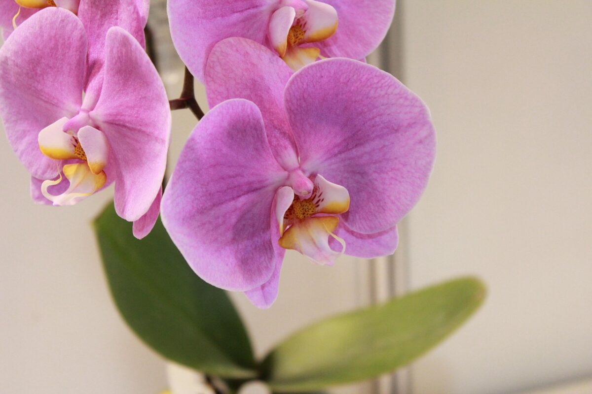Orchidea Falena: eleganza tropicale che illumina la casa