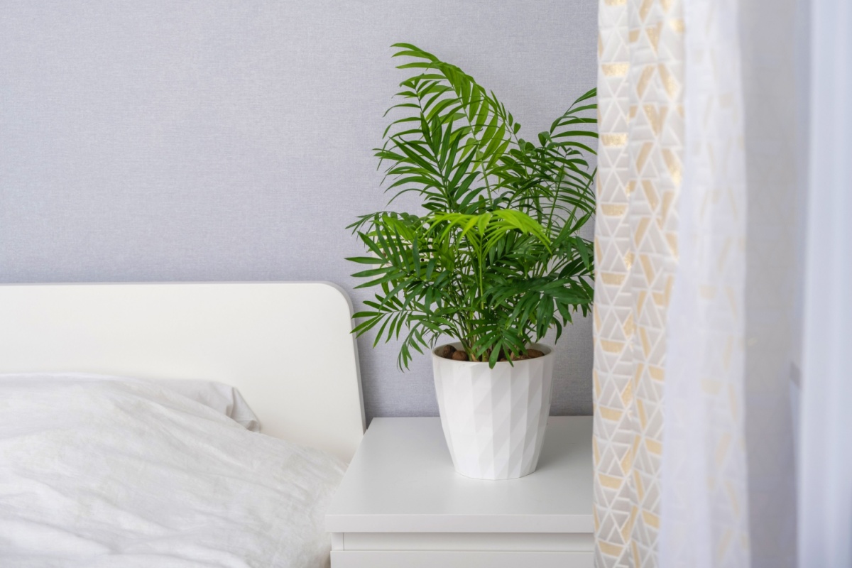 Palma della fortuna: la pianta elegante che porta un tocco tropicale in casa