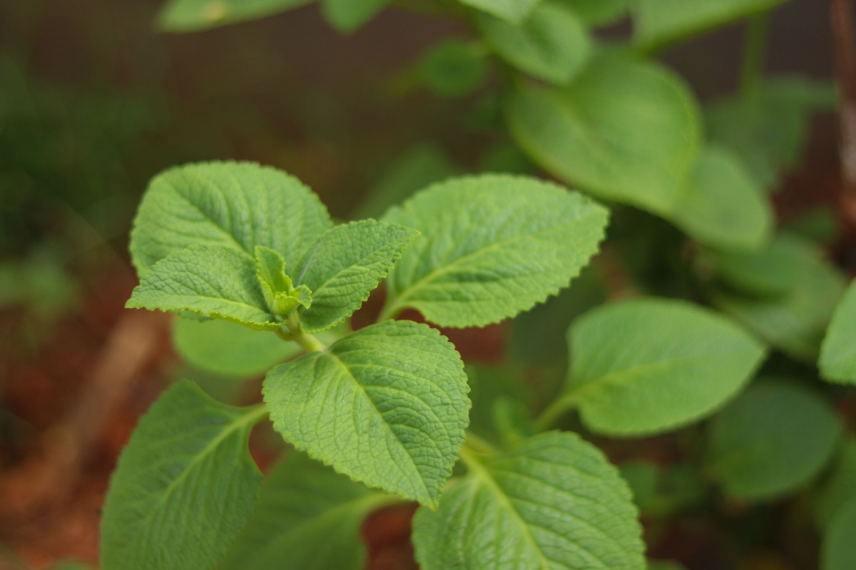 Origano cubano: la pianta aromatica facile da coltivare e ricca di profumo