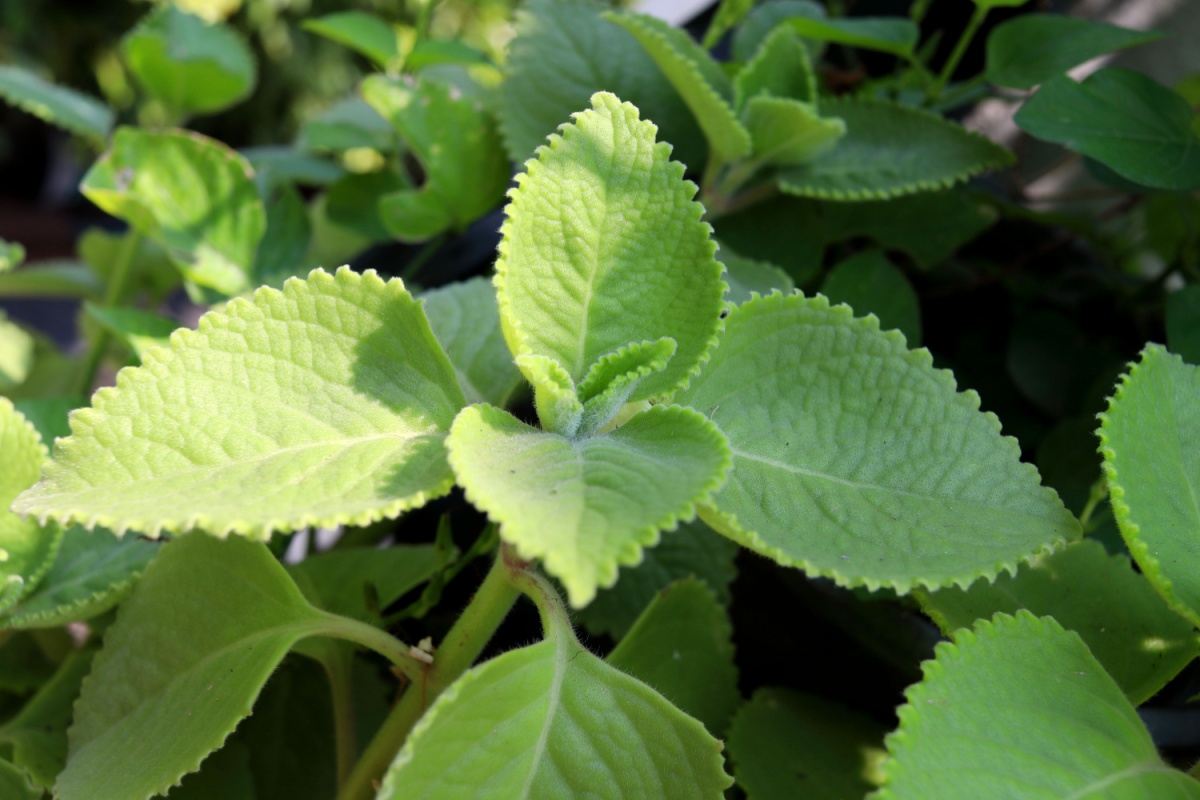 Origano cubano: la pianta aromatica facile da coltivare e ricca di profumo
