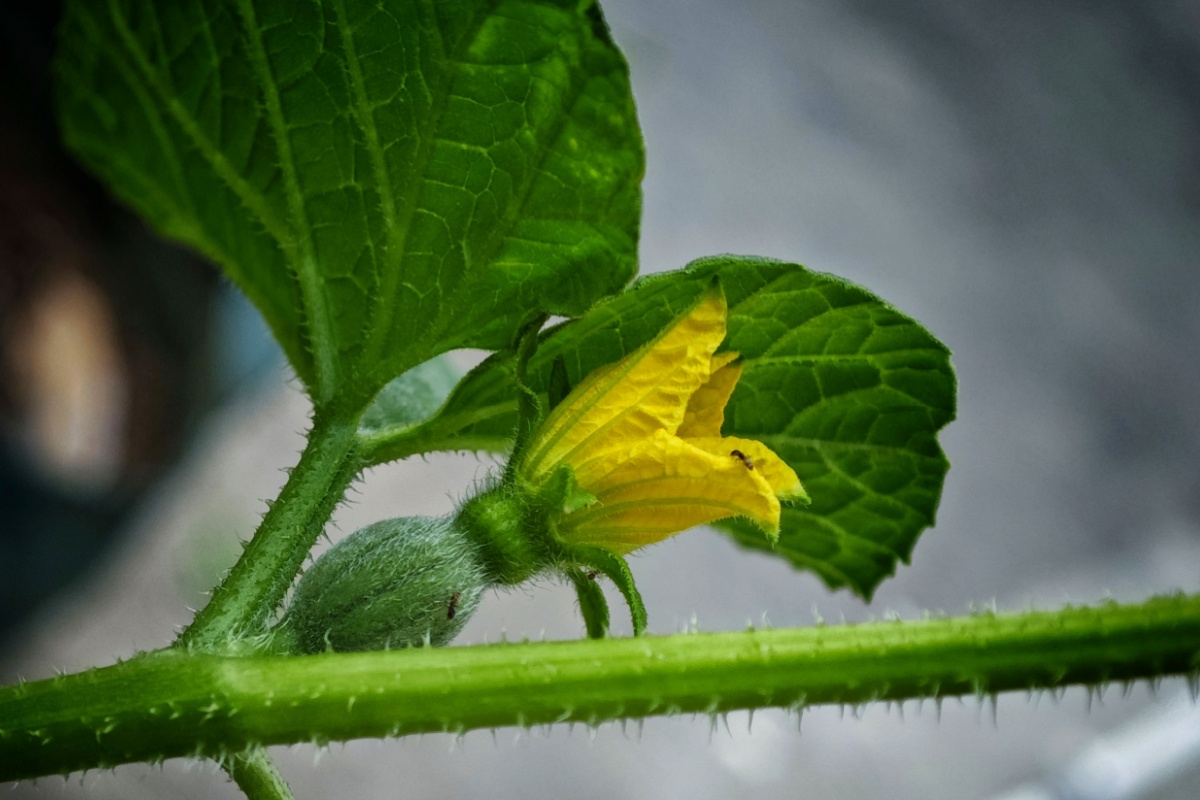 Melone: il frutto estivo profumato e dolce da coltivare nell’orto