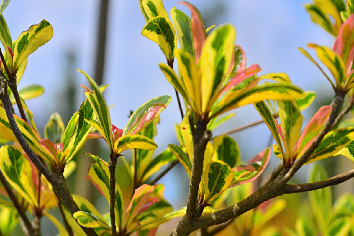 Mandarino giapponese: eleganza sempreverde per giardini e terrazzi