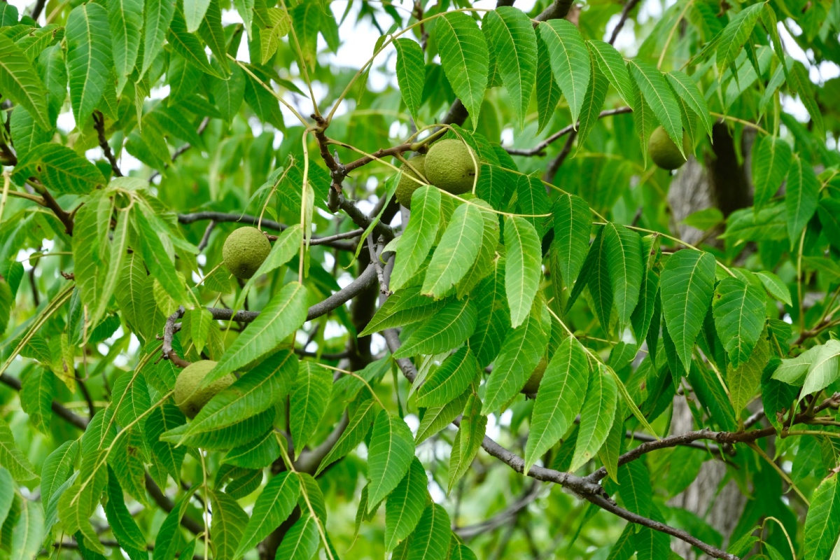 Noce nero: l’albero elegante dal legno prezioso e dai mille usi