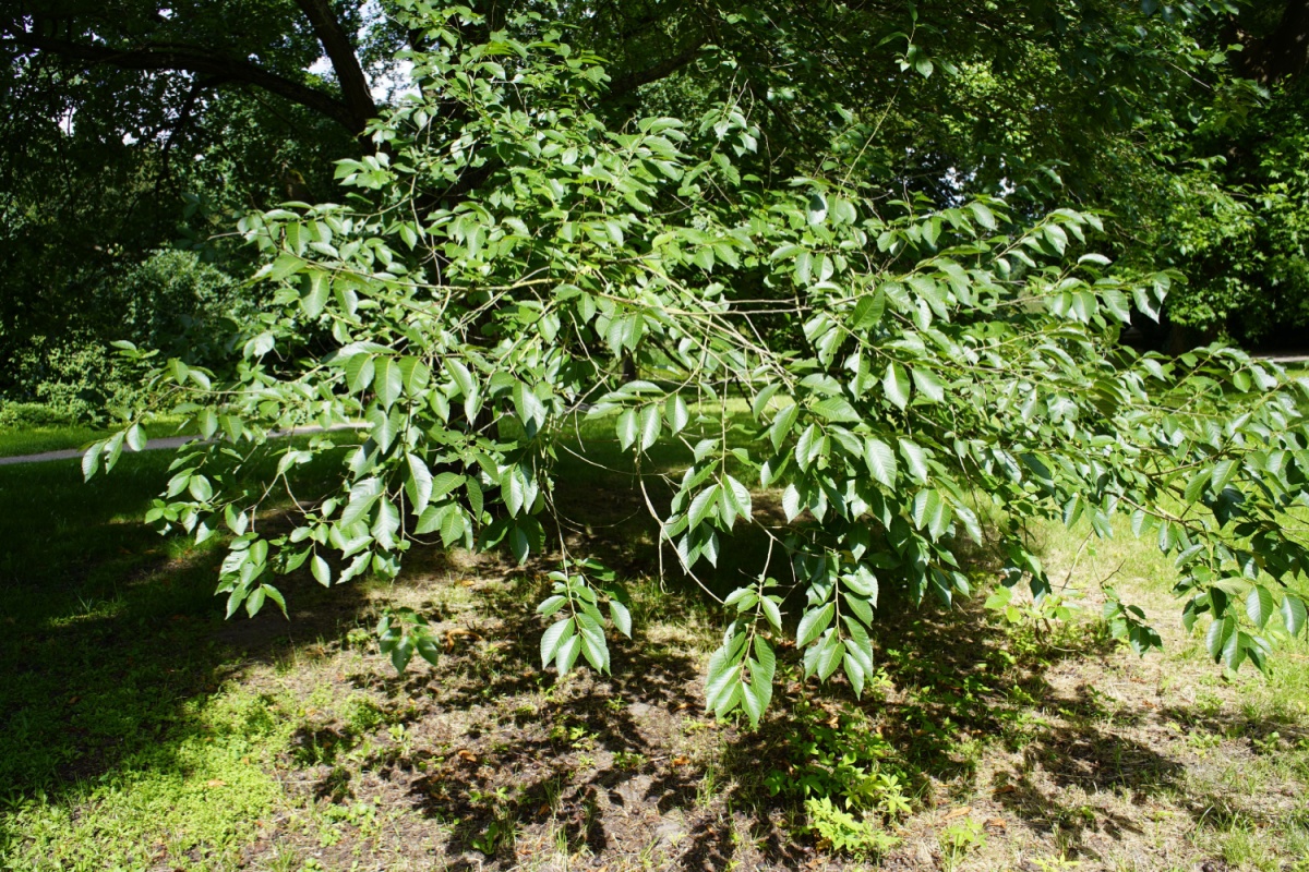 Noce nero: l’albero elegante dal legno prezioso e dai mille usi