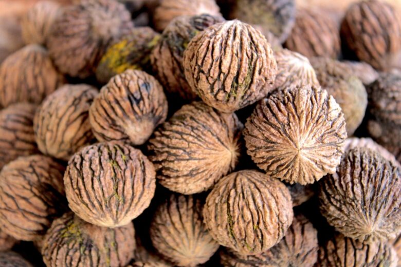 Noce nero: l’albero elegante dal legno prezioso e dai mille usi