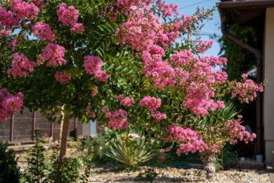 Mirto crespo: l’albero ornamentale che colora l’estate