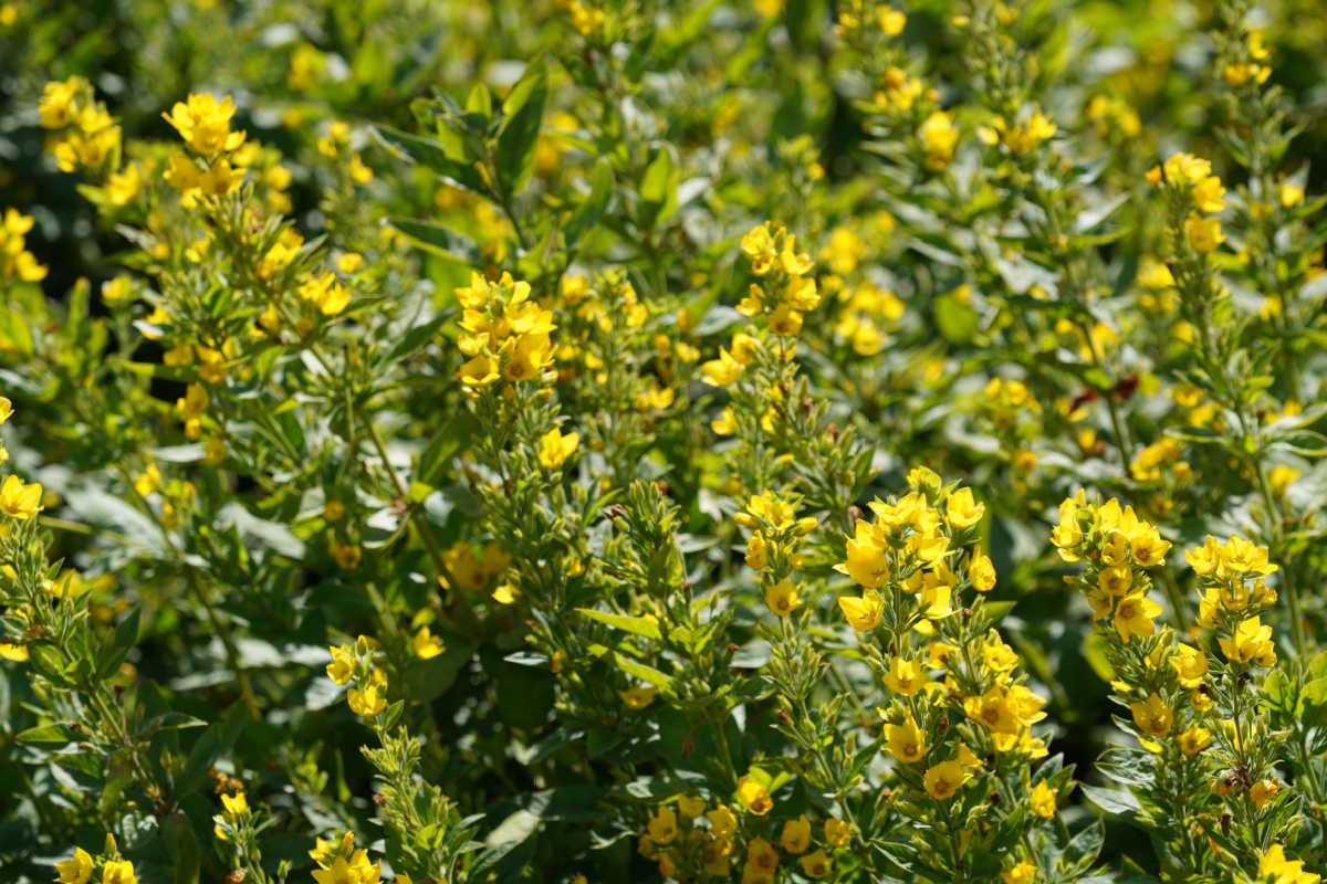 Mazza d’oro punteggiata: la perenne luminosa che ravviva il giardino