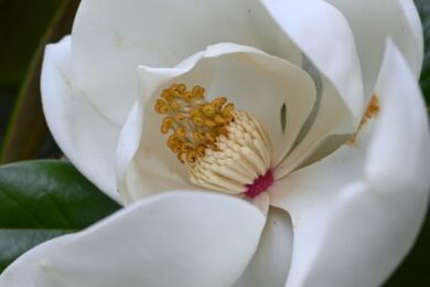 Magnolia sempreverde: eleganza senza tempo per il giardino