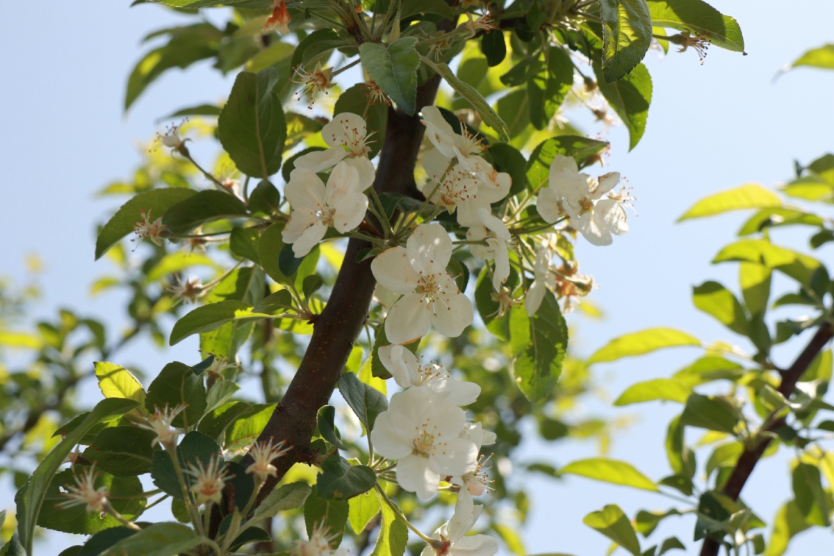 Il Melo: come coltivare con successo l’albero dei frutti più amati