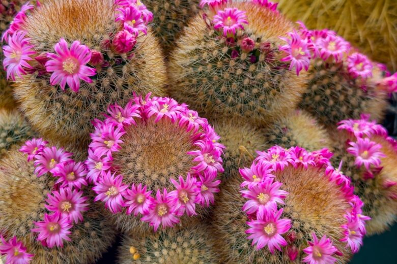 Mammillaria spinosissima: il cactus ornamentale facile e scenografico