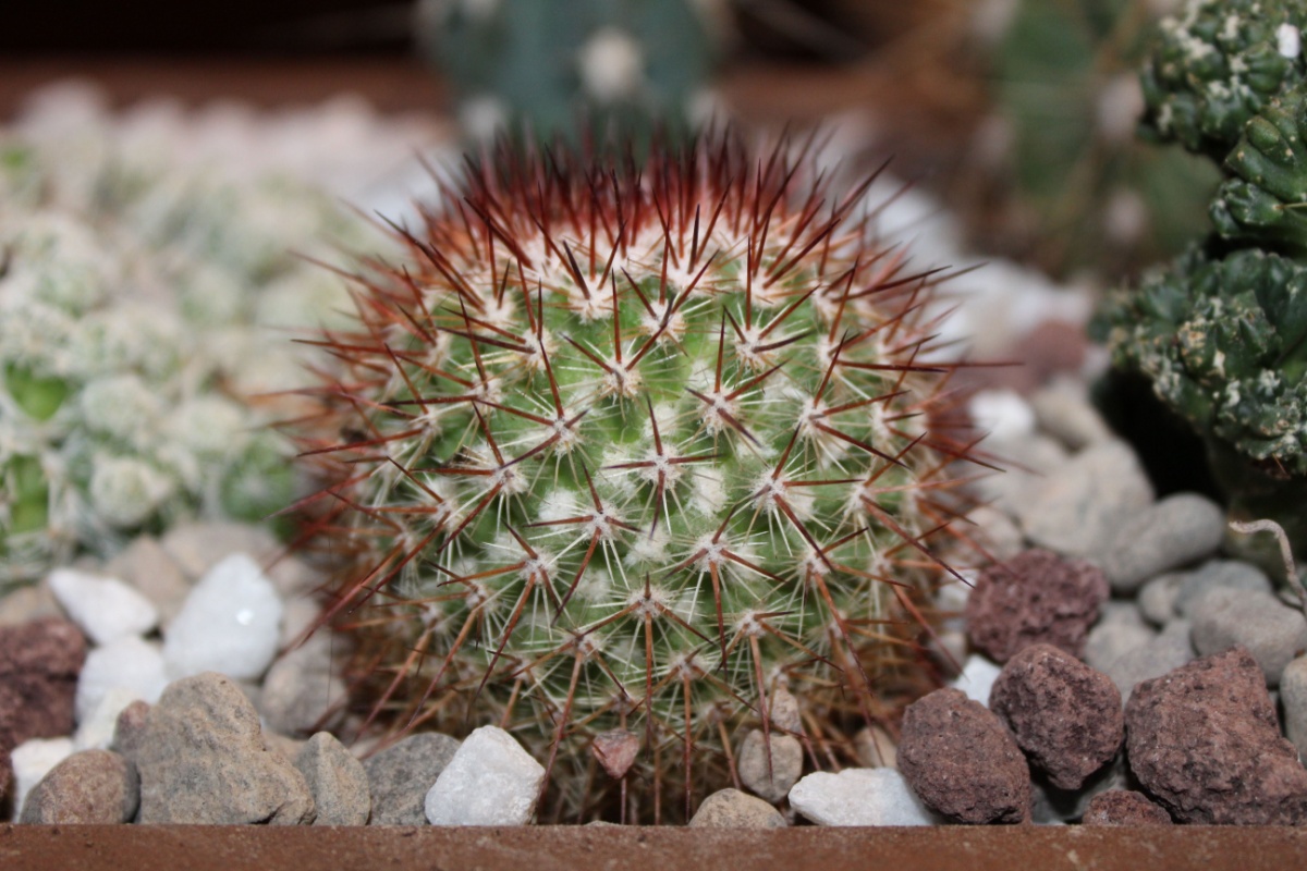 Mammillaria spinosissima: il cactus ornamentale facile e scenografico