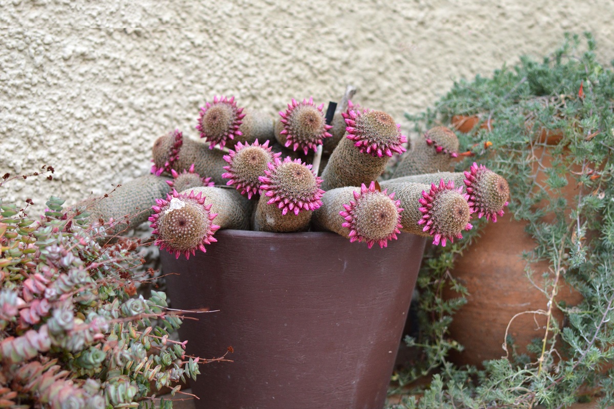 Mammillaria spinosissima: il cactus ornamentale facile e scenografico